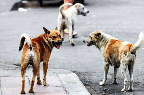Bernate Ticino: cane randagio sbrana un coniglio e tenta di assalire una bambina