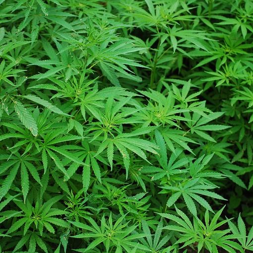La vendita di cannabis legale dipenderà dai giudici e non dalla politica