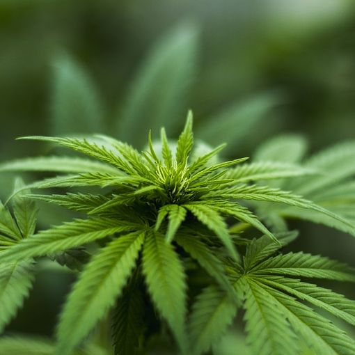 La Cassazione: coltivare cannabis in casa non è illegale, in qualche caso
