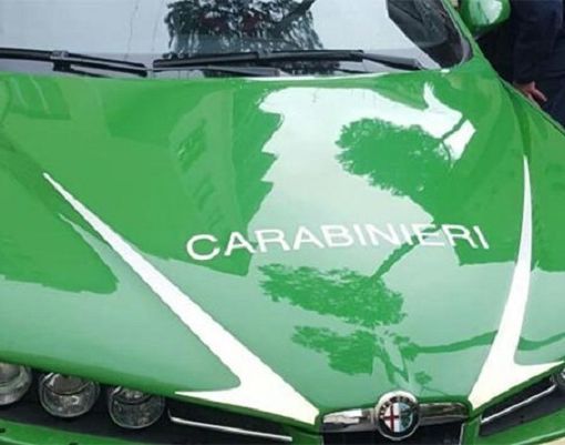 Carabinieri Forestali scovano una discarica abusiva, al suo interno detenute 6 tartarughe. Denunciato un novarese