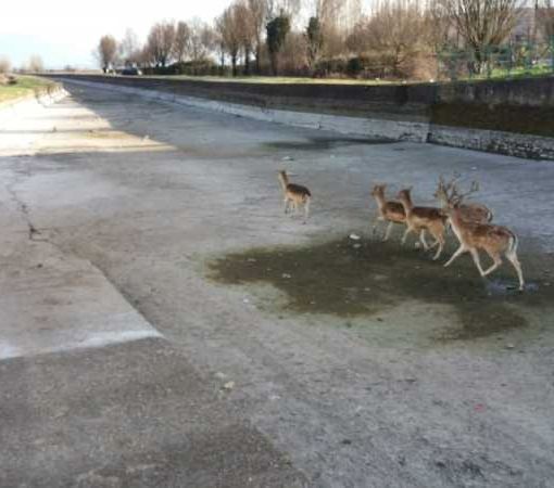 Avvistato gruppo di cervi nell’alveo del Naviglio di Bereguardo