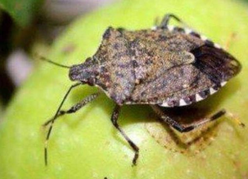Regione Lombardia stanzia altri 3 milioni di euro per arginare il ‘flagello’ cimice asiatica