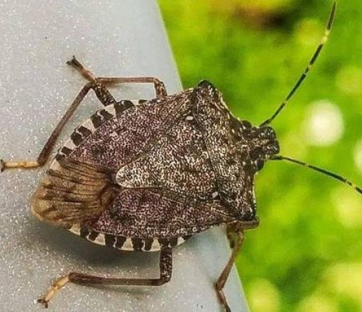 Cimice asiatica, danni all’agricoltura per 600 milioni di euro (350 al nord)