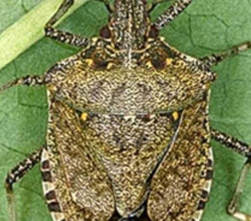 Coldiretti, col caldo allarme cimici e cavallette. Anche in Lombardia
