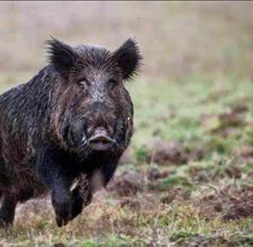 Si schianta in auto contro un cinghiale, ragazza muore nel Cremonese. Coldiretti: «In Lombardia troppi incidenti causati da questi animali»
