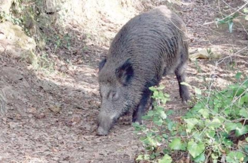 Peste suina: Coldiretti “Stop import animali da paesi focolaio”