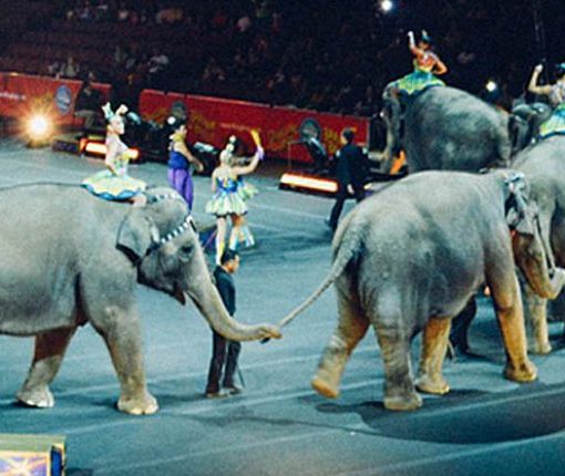 Lombardia, il Consiglio vota NO alla mozione per vietare gli animali al circo