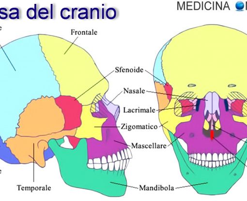 Malpensa, fermata con ossa e un cranio in valigia