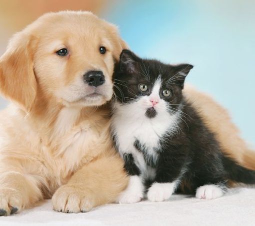 S. Antonio, spesa da  500 milioni  per cani e gatti in Lombardia