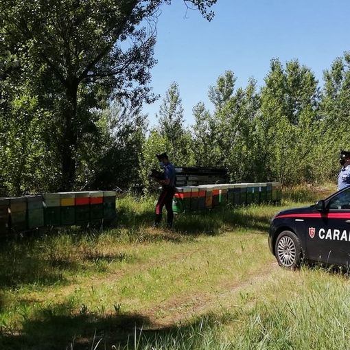 Voghera: sgominato dai carabinieri un traffico illecito di alveari. Denunciate quattro persone