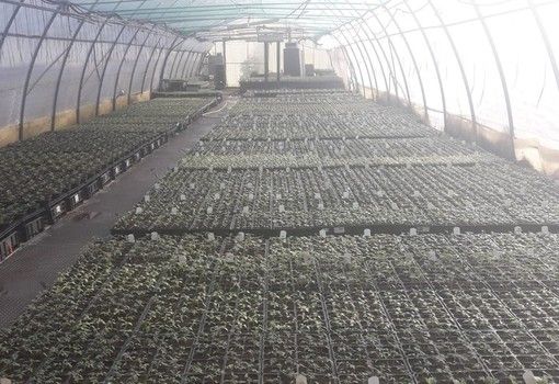 Semi, piante e fiori vendibili in negozi e vivai? La Lombardia vieta ciò che il governo consente: qui restano chiusi. Solo online