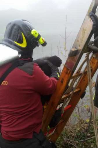 Robecco: gattino intrappolato nel Naviglio salvato dai Vigili del Fuoco