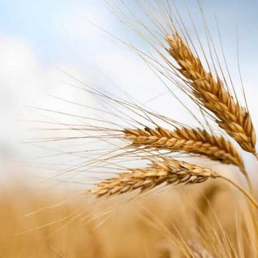Coldiretti: schizza il prezzo del grano, +16%