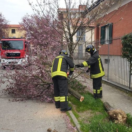 Pavia: il vento causa la caduta di alcuni alberi in città