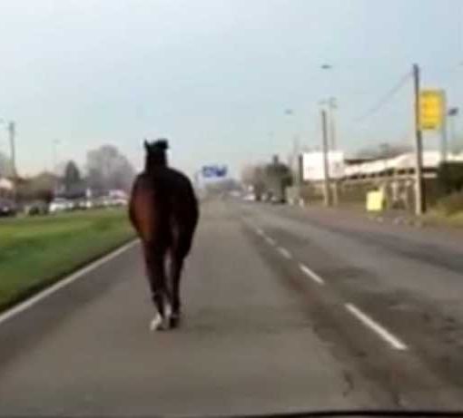 Cavalli scappano in strada a Buscate, uomo si ferisce per prenderli