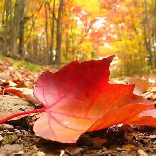 Caldo: Coldiretti, non cadono foglie in autunno bollente