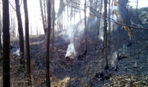 A fuoco 15mila ettari di sottobosco