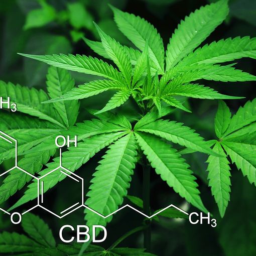 CBD: i motivi del boom online