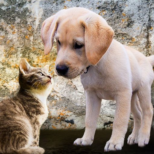 Da una vera passione per gli animali nasce Master Pet, un servizio di consulenza dedicato ai nostri amici a quattrozampe