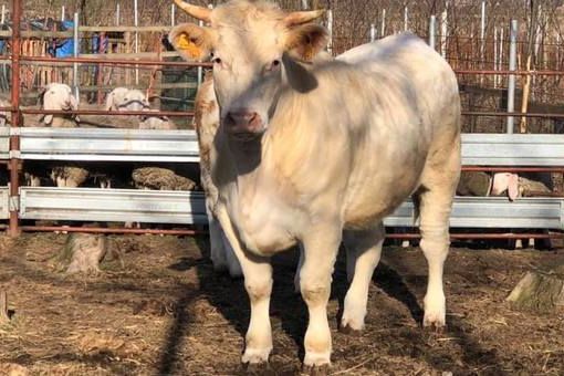 Abbiategrasso, studentessa 17enne travolta da mucca in fuga: non è grave, animale sedato