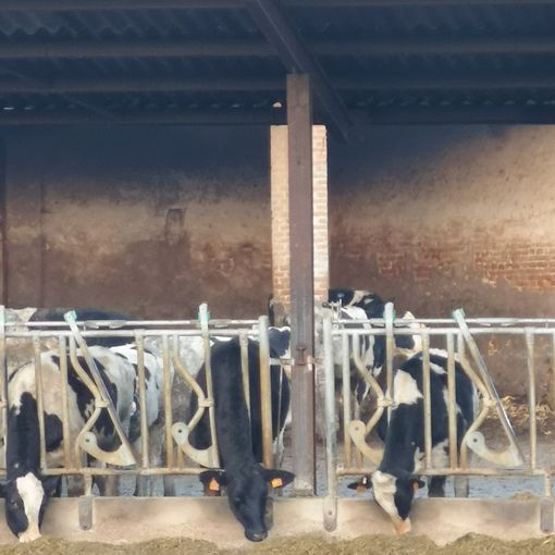 Agricoltori Italiani Centro Lombardia: &quot;Prezzo latte, potere all'industria grazie a Coldiretti&quot;