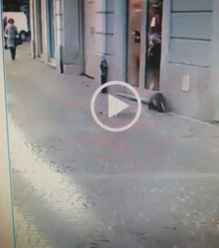 Abbiategrasso, nutria a spasso per il centro…