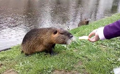 La Lombardia dichiara ‘guerra’ alle nutrie