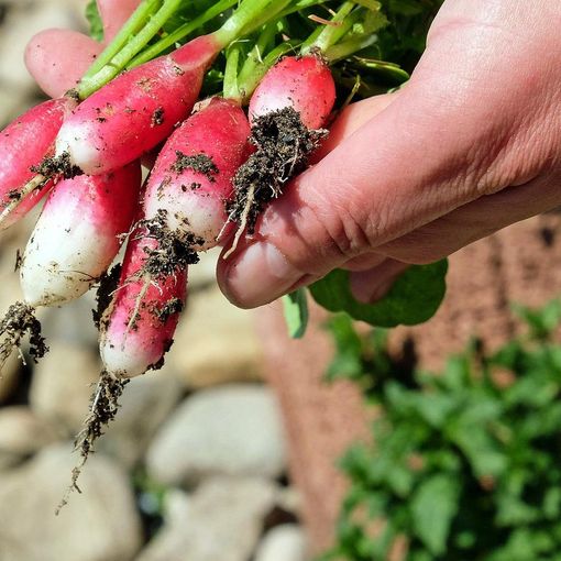 Orti e digitale: un connubio possibile ed efficiente