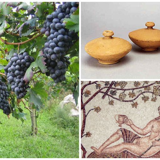 LOMELLINA AMBIENTE - La Storia del Vino -