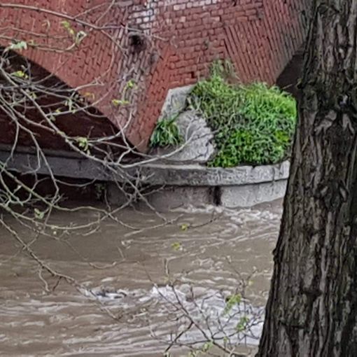 - (FOTO e VIDEO) - La situazione attuale di Po e Agogna tra Lomello e Pieve del Cairo