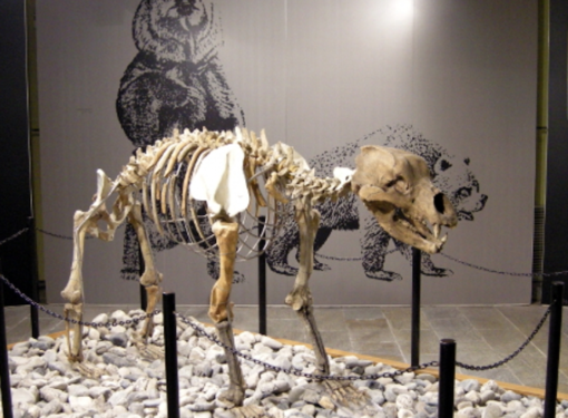L'interno del museo Conti di Borgosesia con l'orso speleo