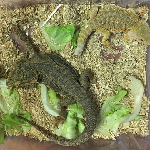 Vigevano: due esemplari di Pogona Vitticeps sono stati recuperati dai carabinieri forestali del nucleo Cites di Pavia
