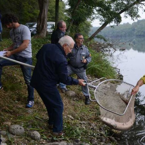 Gli storioni del fiume Ticino tornano a ripopolare il mar Adriatico