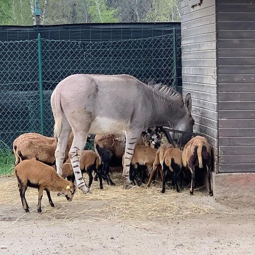 Safari Park: «Grazie per gli alimenti agli animali. Aiutateci acquistando un biglietto da usare entro il 31 dicembre 2021»