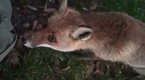 Volpe addomesticata nel Parco del Ticino. L’appello: “Non date da mangiare agli animali selvatici!”