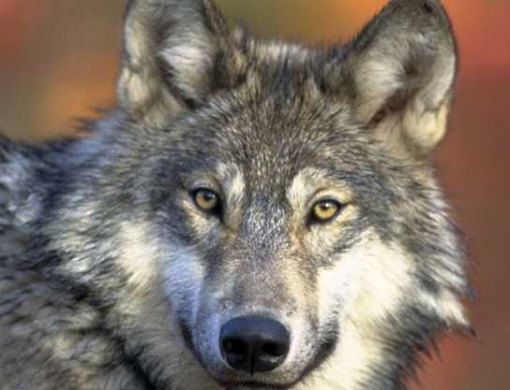 Il Parco Ticino partecipa al primo monitoraggio italiano sulla presenza del lupo