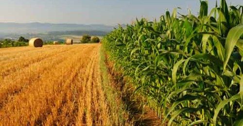 Agricoltura: dalla Regione Lombardia oltre 230 milioni di euro per il rilancio del settore