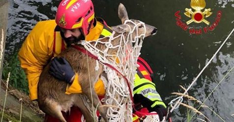 Abbiategrasso: capriolo finisce nel canale scolmatore, recuperato dai Vigili del Fuoco (VIDEO)