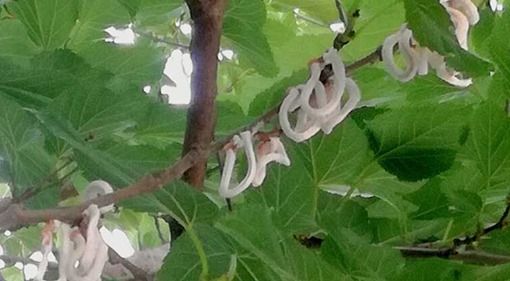 Popillia Japonica, Rolfi: via libera all’utilizzo della Chlorantraniliprole per contrastare gli insetti dannosi