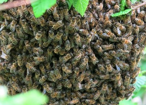 Robecco: attaccati da uno sciame di vespe nei boschi, localizzati dall’elisoccorso