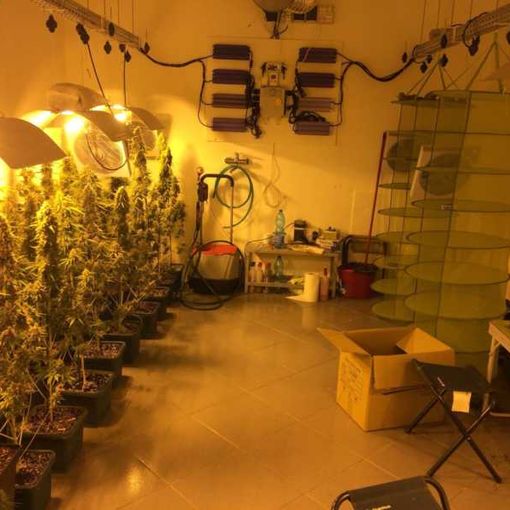 Vittuone: serra di marijuana in casa, arrestati due giovani