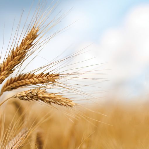 Consumi: Coldiretti, da grano a pane prezzo aumenta 15 volte