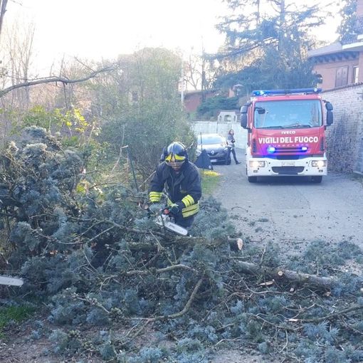 Alberi pericolanti a causa del forte vento, intervengono i vigili del fuoco