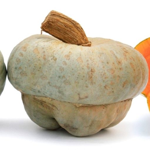 Dorno: e' tutto pronto per la 14° edizione della sagra della zucca Bertagnina