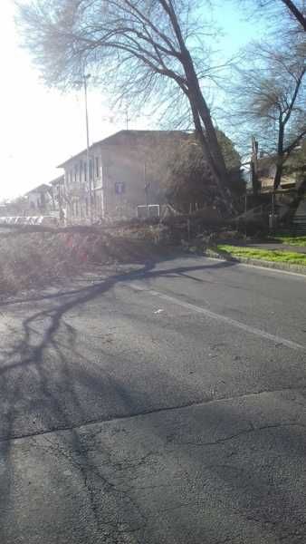 Magenta: tragedia sfiorata per il forte vento in via Novara Magenta: tragedia sfiorata per il forte vento in via Novara