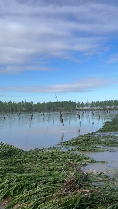 Maltempo, Coldiretti Pavia: allarme per risaie allagate e vigneti a rischio