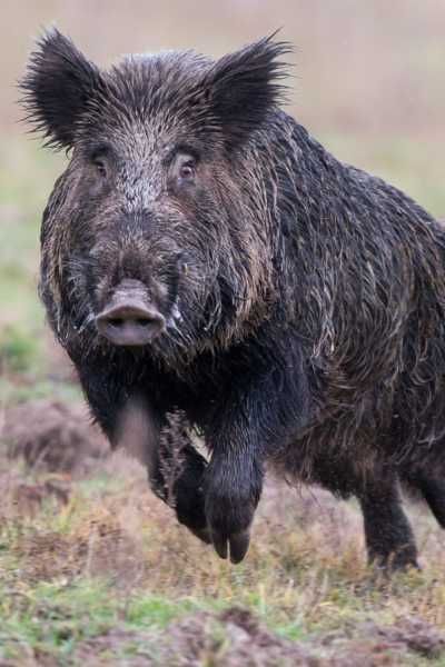 Casteggio: un cinghiale attraversa la strada all’improvviso e causa un incidente. In tre rimangono feriti Casteggio: un cinghiale attraversa la strada all’improvviso e causa un incidente. In tre rimangono feriti