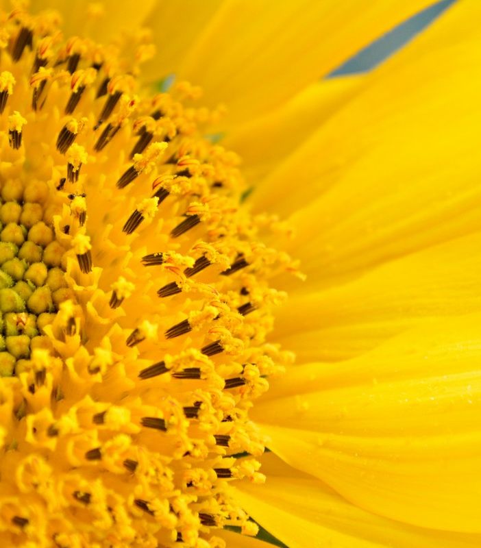 Reiki e benessere: esplorazione dei benefici dell'attivazione energetica