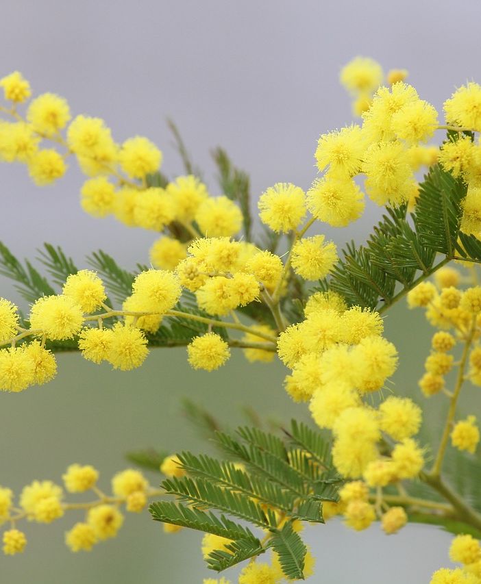 Regali per la Festa della Donna: tra gesti simbolici e scelte &quot;evergreen&quot;
