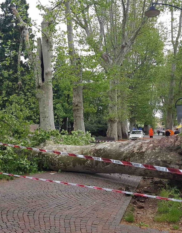 Alessandria: maltempo, cade albero ai giardini della stazione